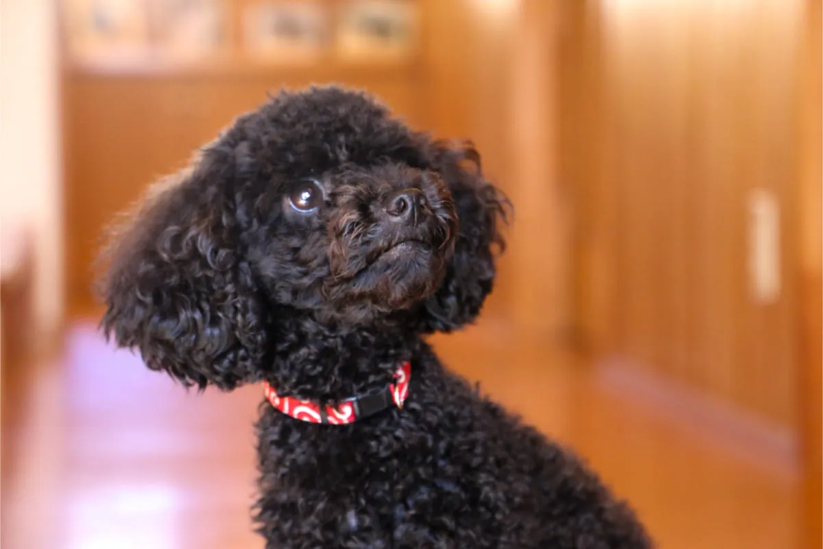 HP撮影(愛犬 チーズ)