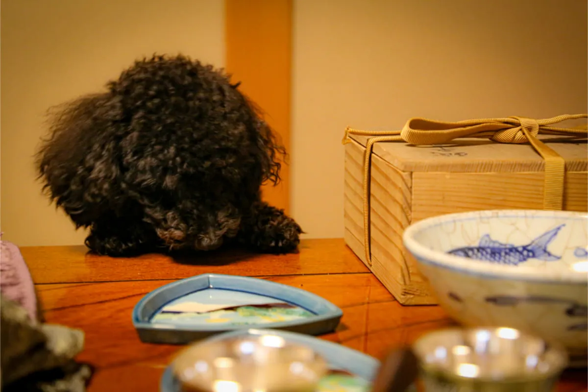 HP撮影(愛犬 チーズ)