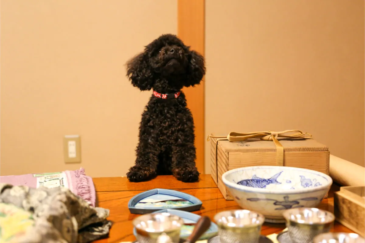 HP撮影(愛犬 チーズ)